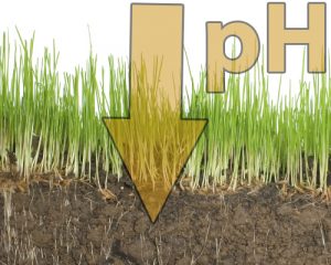Reducir-pH-suelo